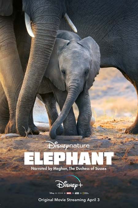 فيلم Elephant 2020 مترجم كامل